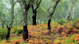 Parque Alcornocales